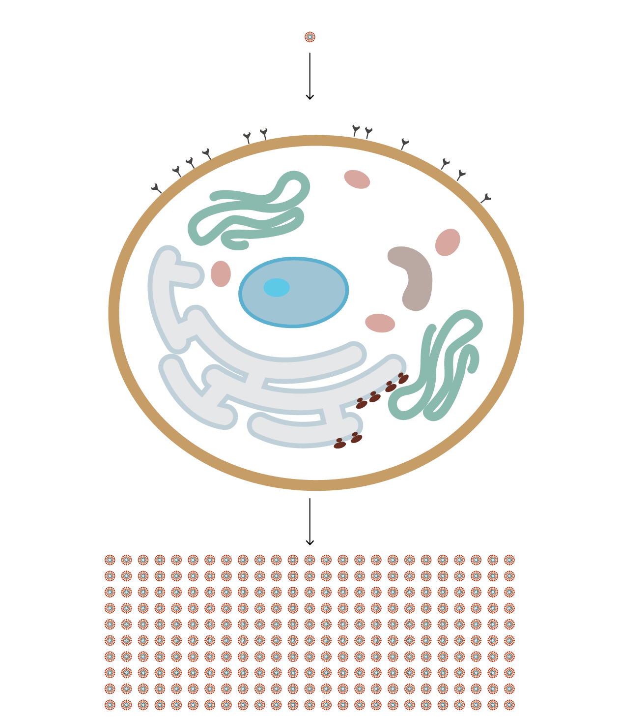 A diagram of the COVID-19 coronavirus